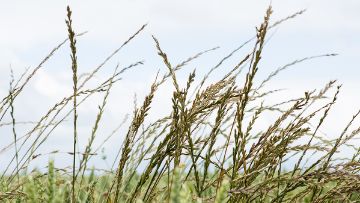 désherbage ray-grass, vulpin, graminées